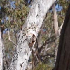 Aegotheles cristatus (Australian Owlet-nightjar) at Mulligans Flat - 1 Oct 2018 by natureguy