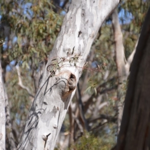 Aegotheles cristatus at Amaroo, ACT - 1 Oct 2018