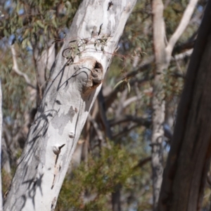 Aegotheles cristatus at Amaroo, ACT - 1 Oct 2018