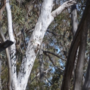 Aegotheles cristatus at Amaroo, ACT - 1 Oct 2018