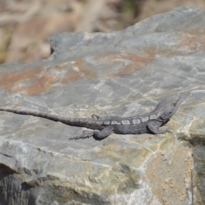 Amphibolurus muricatus (Jacky Lizard) at Mulligans Flat - 1 Oct 2018 by natureguy