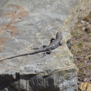 Amphibolurus muricatus at Forde, ACT - 1 Oct 2018 02:37 PM