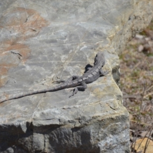 Amphibolurus muricatus at Forde, ACT - 1 Oct 2018