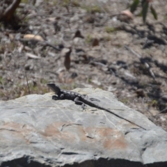 Amphibolurus muricatus at Forde, ACT - 1 Oct 2018 02:37 PM