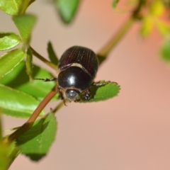 Adoryphorus coulonii (Redheaded pasture cockchafer) at Wamboin, NSW - 1 Oct 2018 by natureguy