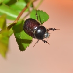 Adoryphorus coulonii at Wamboin, NSW - 1 Oct 2018