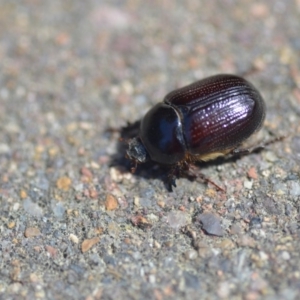 Adoryphorus coulonii at Wamboin, NSW - 1 Oct 2018