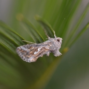 Chrysodeixis argentifera at Wamboin, NSW - 3 Oct 2018 09:04 PM