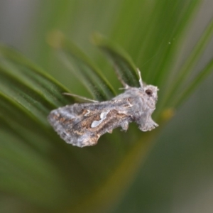 Chrysodeixis argentifera at Wamboin, NSW - 3 Oct 2018