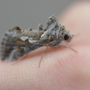 Chrysodeixis argentifera at Wamboin, NSW - 3 Oct 2018