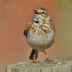 Anthus australis (Australian Pipit) at Tuggeranong DC, ACT - 29 Oct 2018 by JohnBundock