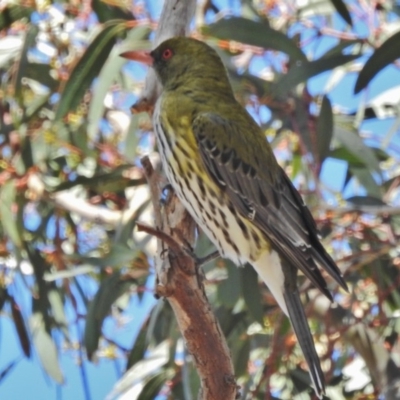 Oriolus sagittatus (Olive-backed Oriole) at Tuggeranong DC, ACT - 29 Oct 2018 by JohnBundock