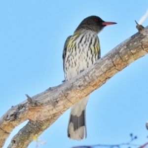 Oriolus sagittatus at Tuggeranong DC, ACT - 29 Oct 2018