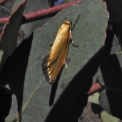 Parergophela melirrhoa (A concealer moth) at Tuggeranong DC, ACT - 28 Oct 2018 by JohnBundock