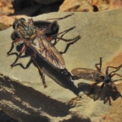 Asilinae sp. (subfamily) (Unidentified asiline Robberfly) at Tuggeranong DC, ACT - 29 Oct 2018 by JohnBundock