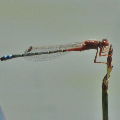 Xanthagrion erythroneurum (Red & Blue Damsel) at QPRC LGA - 29 Oct 2018 by JohnBundock