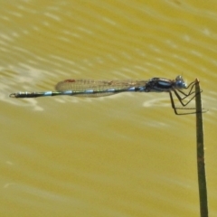 Austrolestes annulosus (Blue Ringtail) at Googong, NSW - 29 Oct 2018 by JohnBundock