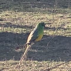 Psephotus haematonotus (Red-rumped Parrot) at Symonston, ACT - 29 Oct 2018 by CallumBraeRuralProperty