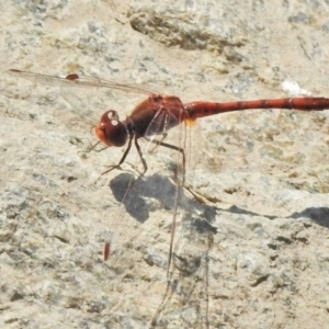 Diplacodes bipunctata at Googong, NSW - 29 Oct 2018