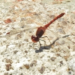 Diplacodes bipunctata at Googong, NSW - 29 Oct 2018