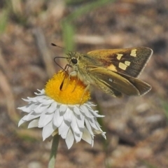 Trapezites luteus (Yellow Ochre, Rare White-spot Skipper) at QPRC LGA - 29 Oct 2018 by JohnBundock