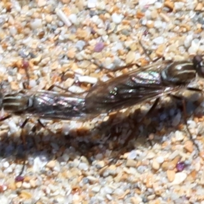 Nanexila sp. (Stiletto fly) at Batemans Marine Park - 27 Oct 2018 by jbromilow50