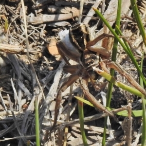 Lycosidae (family) at Googong, NSW - 29 Oct 2018 01:44 PM