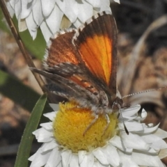 Lucia limbaria (Chequered Copper) at Googong, NSW - 29 Oct 2018 by JohnBundock