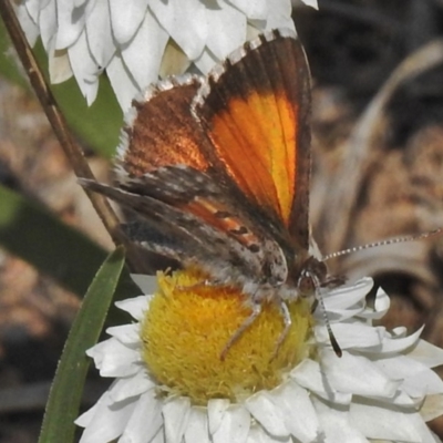 Lucia limbaria (Chequered Copper) at Googong, NSW - 29 Oct 2018 by JohnBundock