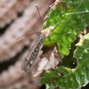 Leptotarsus (Leptotarsus) sp.(genus) at Rosedale, NSW - 26 Oct 2018