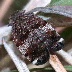 Platybrachys decemmacula at Rosedale, NSW - 26 Oct 2018 05:46 PM