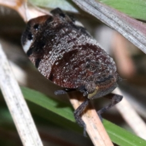 Platybrachys decemmacula at Rosedale, NSW - 26 Oct 2018 05:46 PM