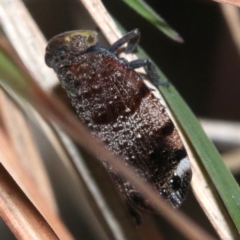 Platybrachys decemmacula at Rosedale, NSW - 26 Oct 2018