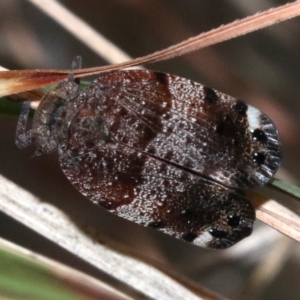 Platybrachys decemmacula at Rosedale, NSW - 26 Oct 2018