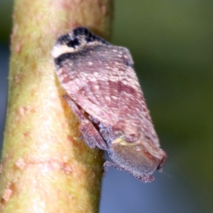 Platybrachys decemmacula at Ainslie, ACT - 29 Oct 2018