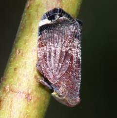 Platybrachys decemmacula at Ainslie, ACT - 29 Oct 2018