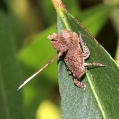 Platybrachys decemmacula at Ainslie, ACT - 29 Oct 2018 12:48 PM