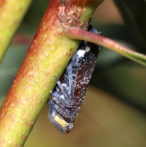 Platybrachys decemmacula at Ainslie, ACT - 29 Oct 2018 12:48 PM