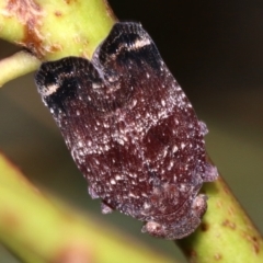 Platybrachys decemmacula at Ainslie, ACT - 29 Oct 2018