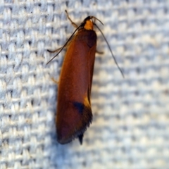 Delexocha ochrocausta (A concealer moth) at O'Connor, ACT - 27 Oct 2018 by ibaird