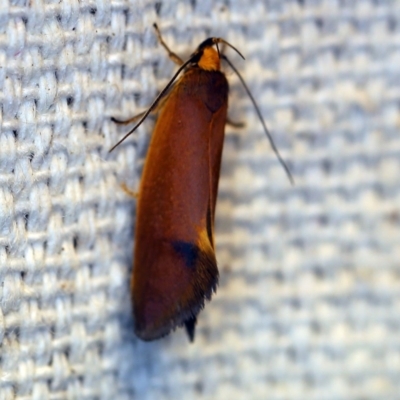 Delexocha ochrocausta (A concealer moth) at O'Connor, ACT - 27 Oct 2018 by ibaird