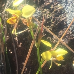 Diuris sulphurea (Tiger Orchid) at Pearce, ACT - 27 Oct 2018 by George