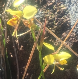 Diuris sulphurea at Pearce, ACT - suppressed