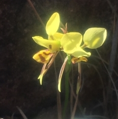 Diuris sulphurea at Pearce, ACT - suppressed