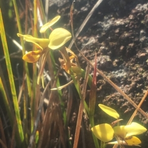 Diuris sulphurea at Pearce, ACT - suppressed