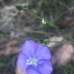 Linum marginale at Mount Taylor - 24 Oct 2018 09:33 AM