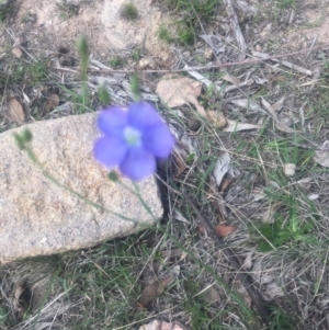 Linum marginale at Mount Taylor - 24 Oct 2018 09:33 AM