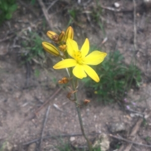 Bulbine bulbosa at Torrens, ACT - 24 Oct 2018