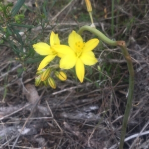 Bulbine bulbosa at Torrens, ACT - 24 Oct 2018