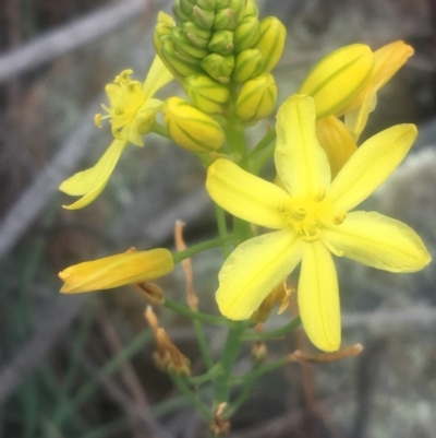 Bulbine glauca (Rock Lily) at Mount Taylor - 24 Oct 2018 by George